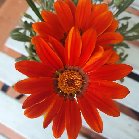 Kwatera prywatna Cintra *