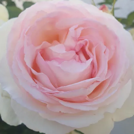 Kwatera prywatna Cintra Sintra