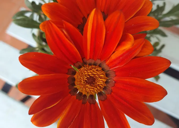 Δωμάτια σε οικογενειακή κατοικία Cintra *