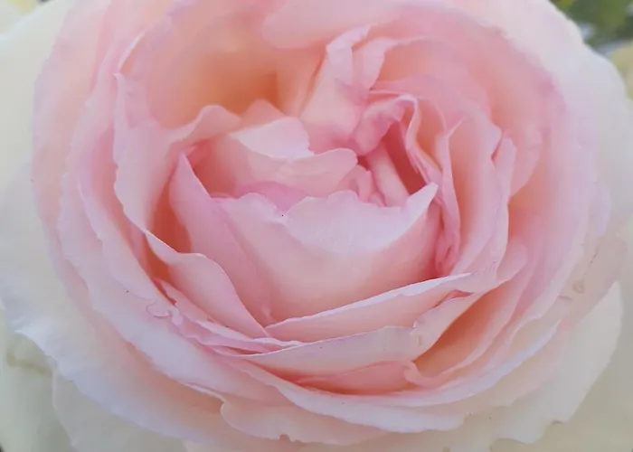 民宿 Cintra 辛特拉